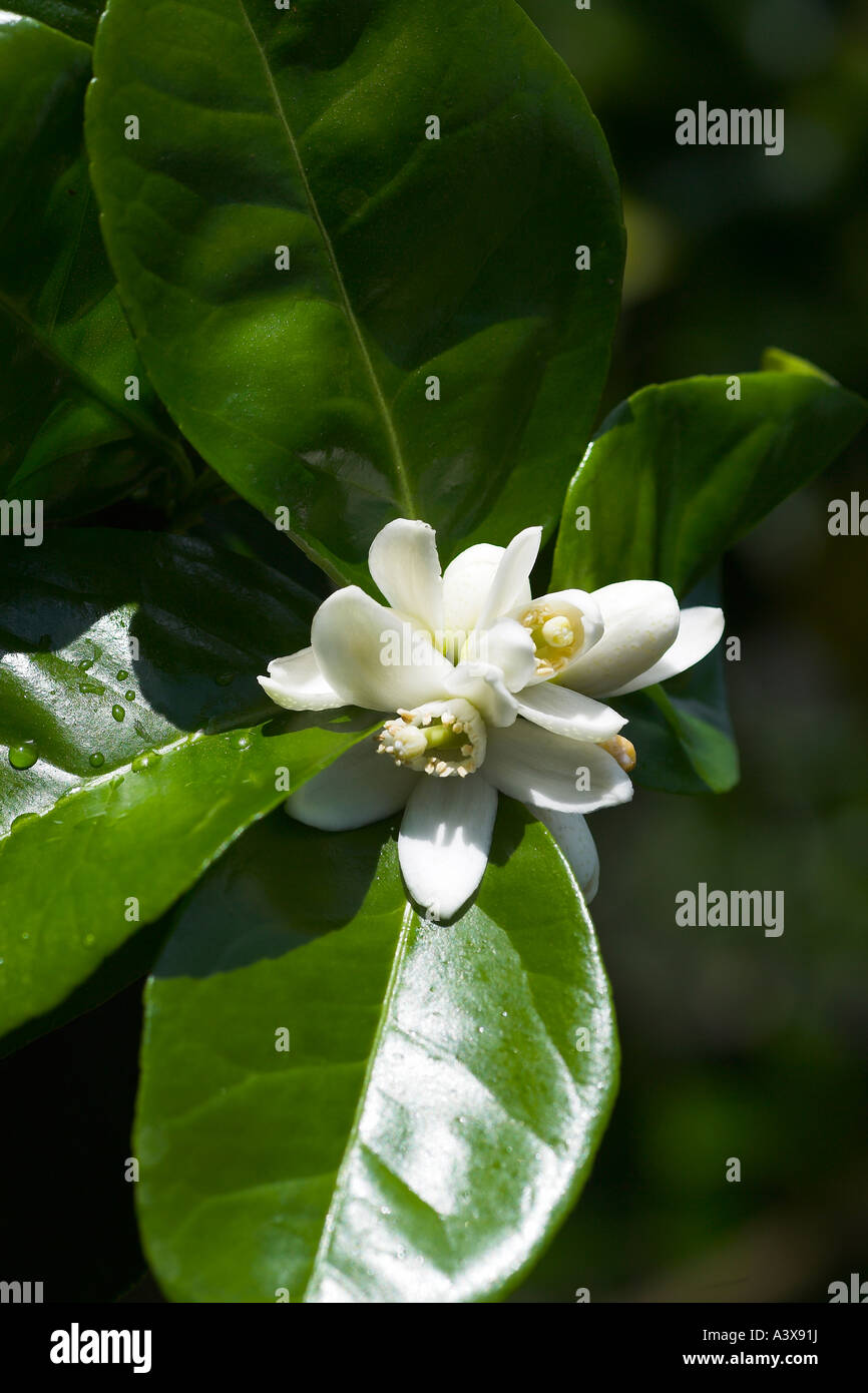 Citrus sinensis Washington navel orange flowers Stock Photo Alamy