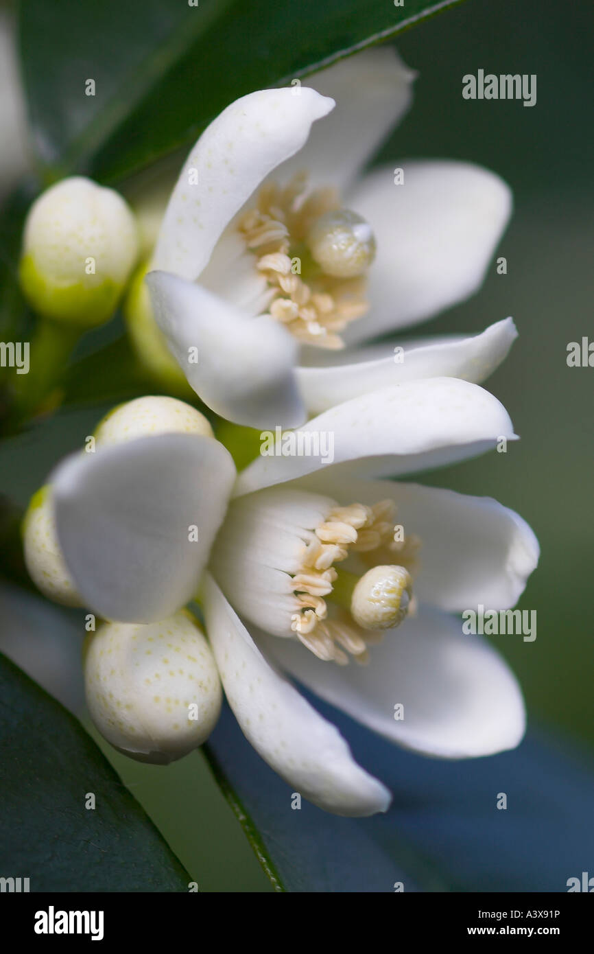 Citrus sinensis peel oil hires stock photography and images Alamy