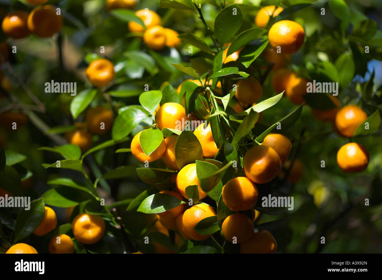 Citrus madurensis Calamondin orange fruits on bush Stock Photo