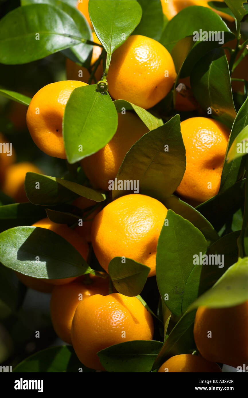 Citrus madurensis Calamondin orange fruits on bush Stock Photo
