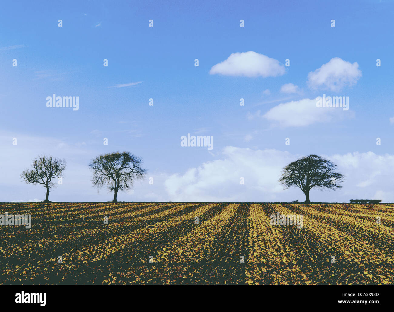 Lincolnshire Wolds and an acreage of neatly ploughed land Stock Photo