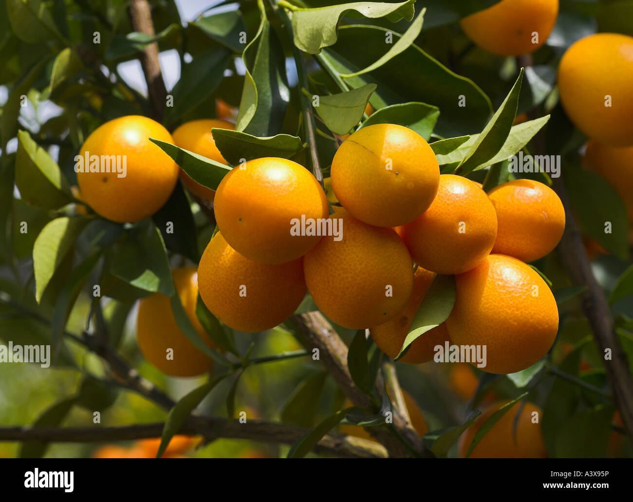 Fortunella japonica Marumi or round kumquat fruit on tree Stock Photo