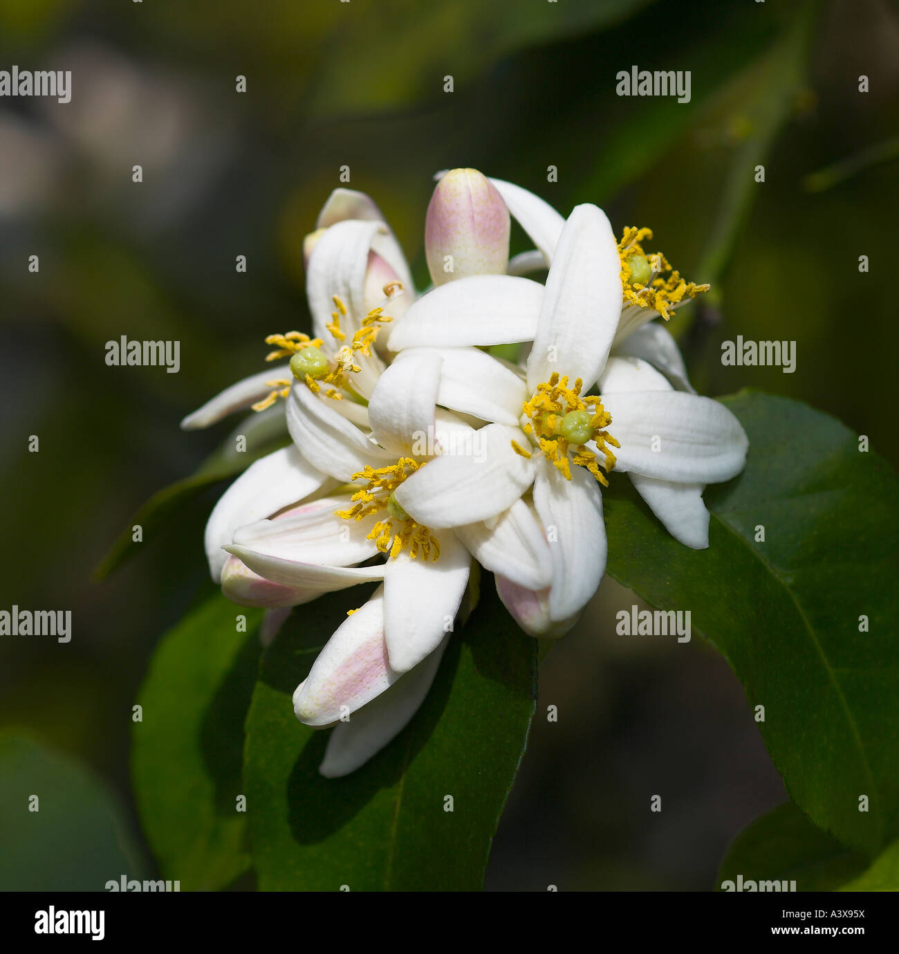 Citrus medica Etrog Citron flowers Stock Photo