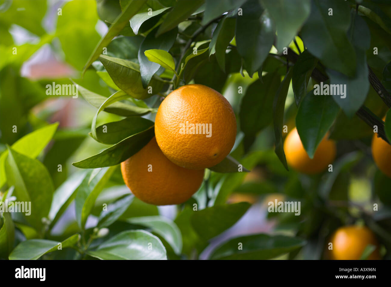Citrus sinensis Washington navel orange fruit and leaves Stock Photo