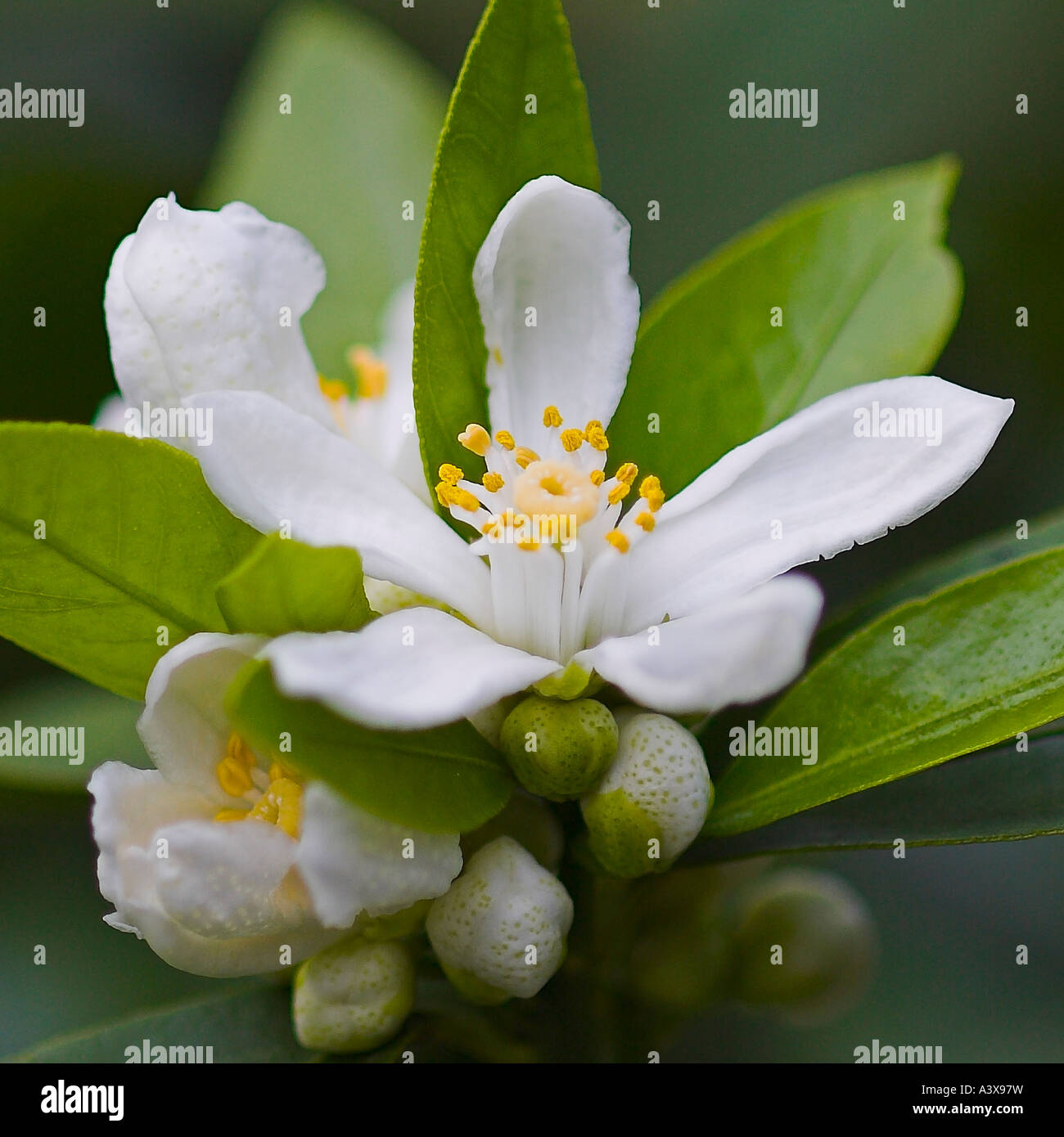 Poncirus trifoliata x Citrus sinensis Carrizo Citrange flower close-up and leaves Stock Photo