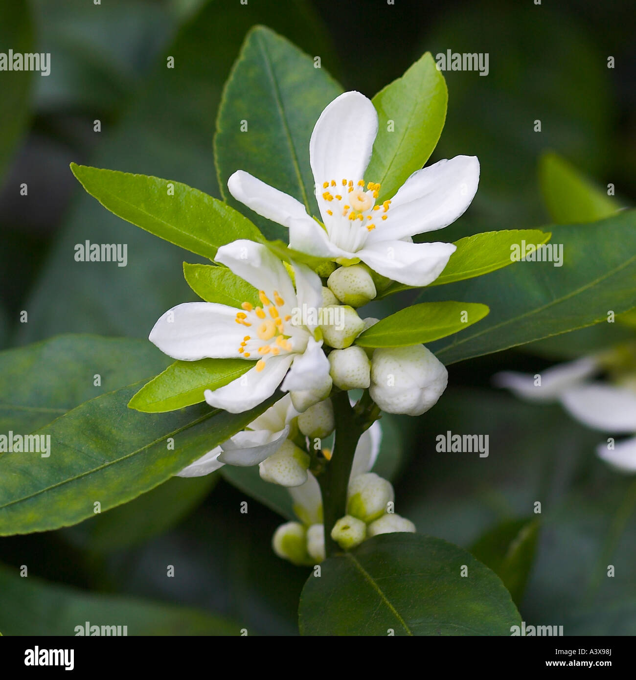 Citrus deliciosa Willow-Leaf or Mediteranean mandarin flowers and leaves Stock Photo