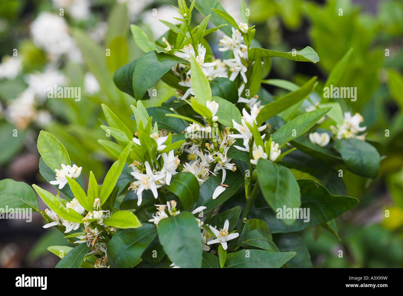 Citrus reticulata Clementine tree in flower Stock Photo Alamy