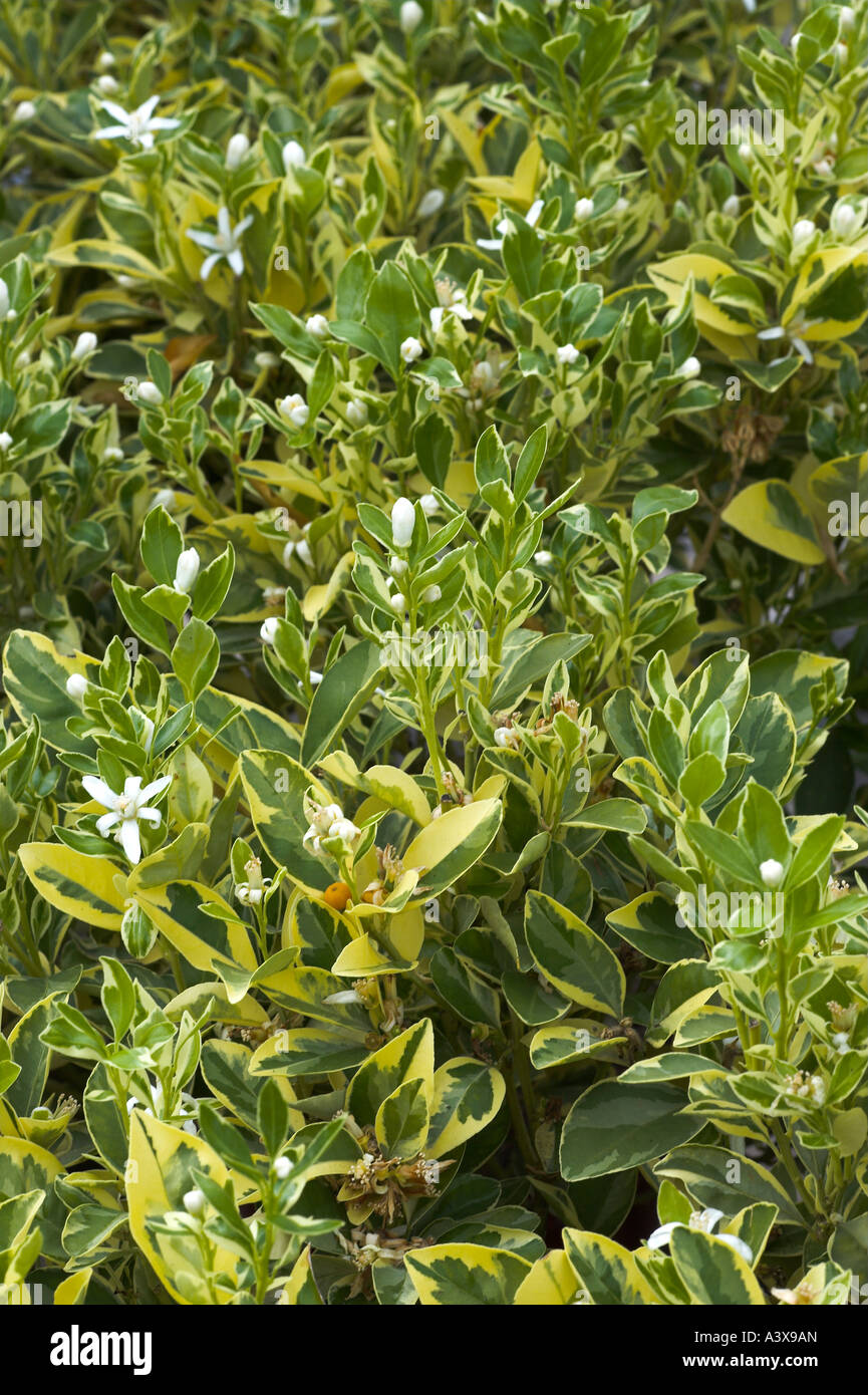 Citrus madurensis Variegated Calamondin orange flowers and leaves Stock Photo