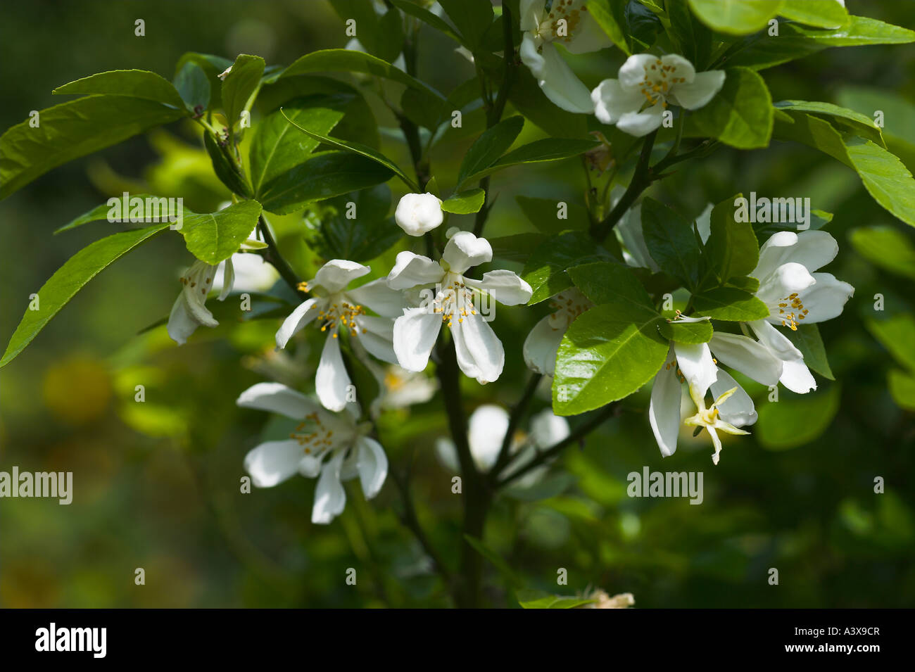 Poncirus trifoliata x Citrus sinensis Carrizo Citrange flowers and leaves Stock Photo