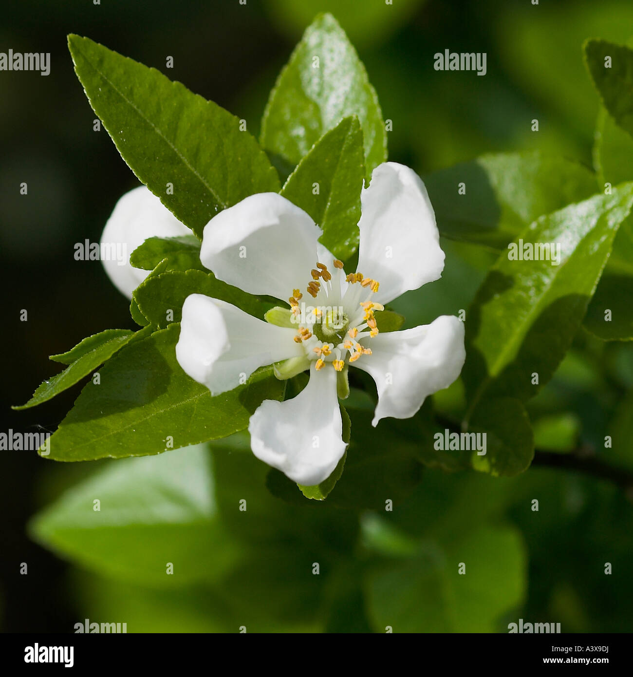 Poncirus trifoliata x Citrus sinensis Carrizo Citrange flower close-up and leaves Stock Photo
