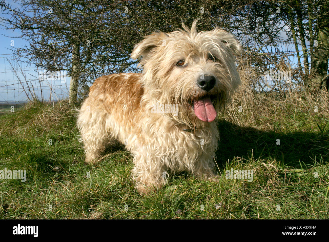 Irish Glen Imaal Terrier High Resolution Stock Photography and Images Alamy
