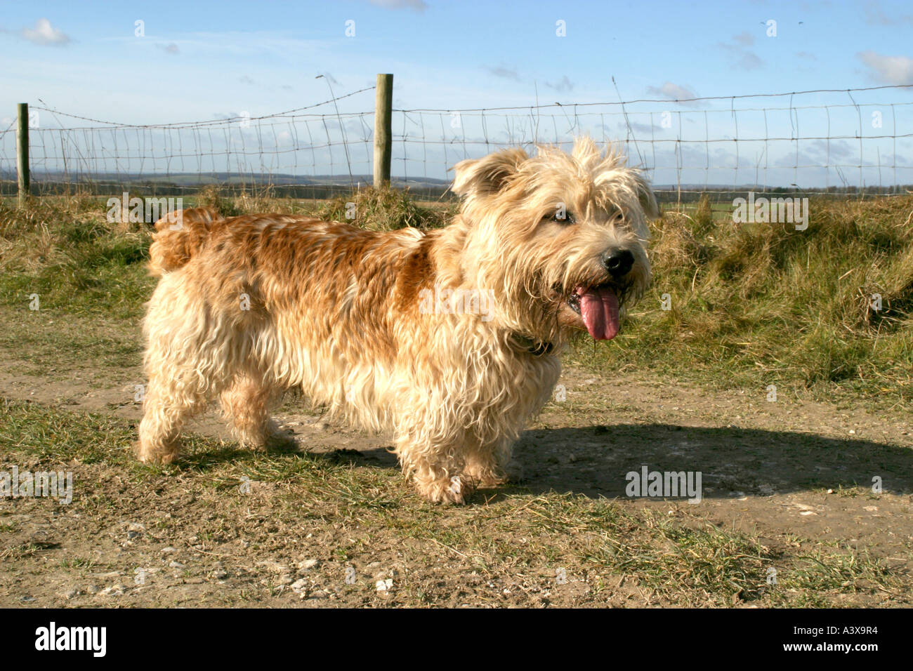 terrier irlandais glen of imaal