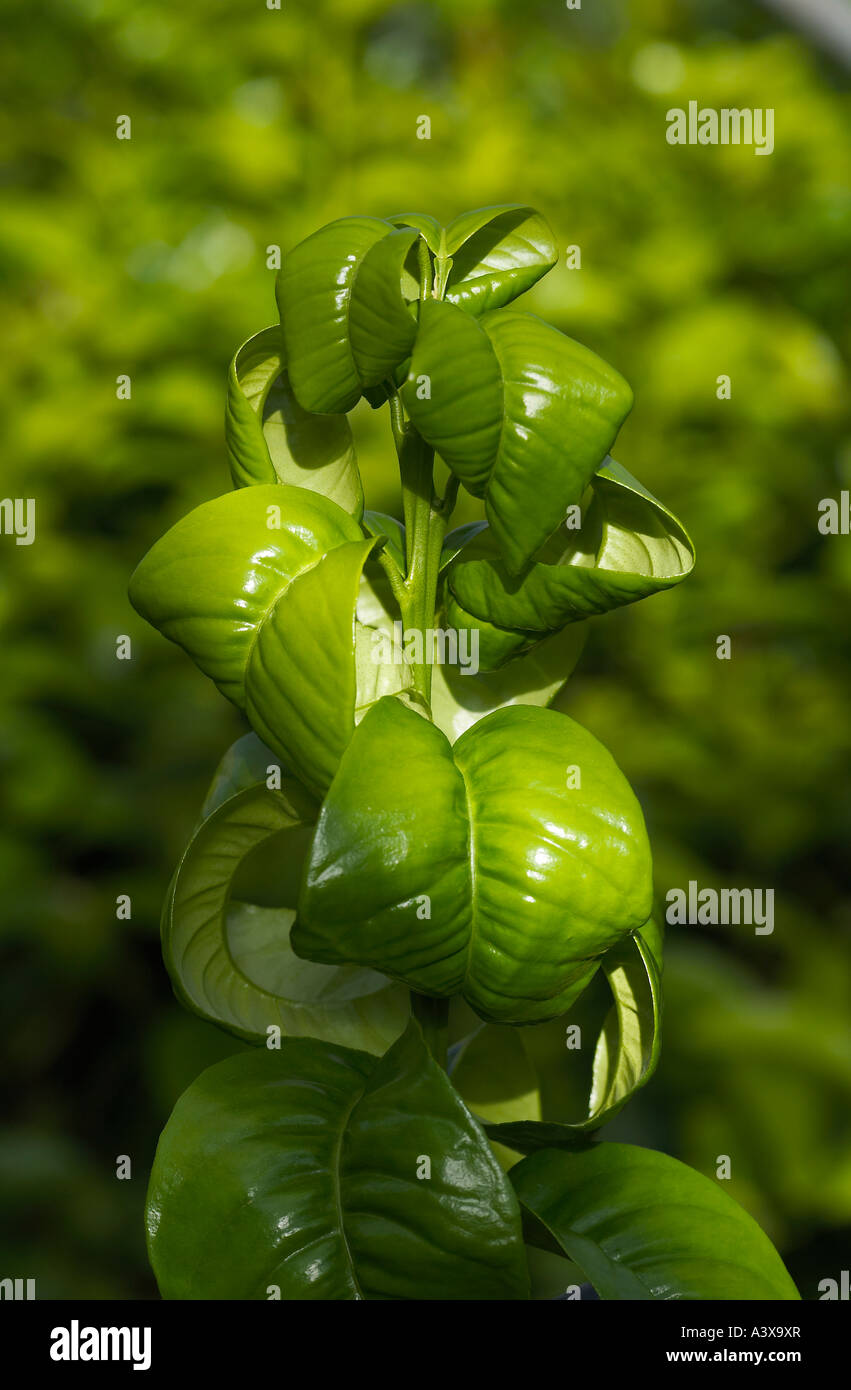 Citrus Aurantium Bouquet De Fleur Sour Orange Leaf Against