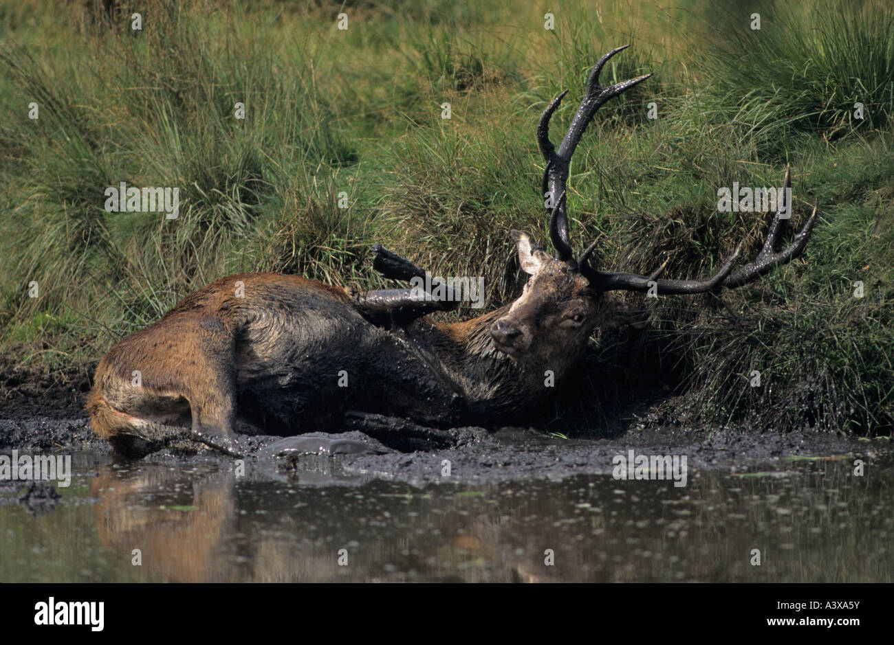 Red Deer Cervus elaphus UK wallowing in mud Stock Photo - Alamy