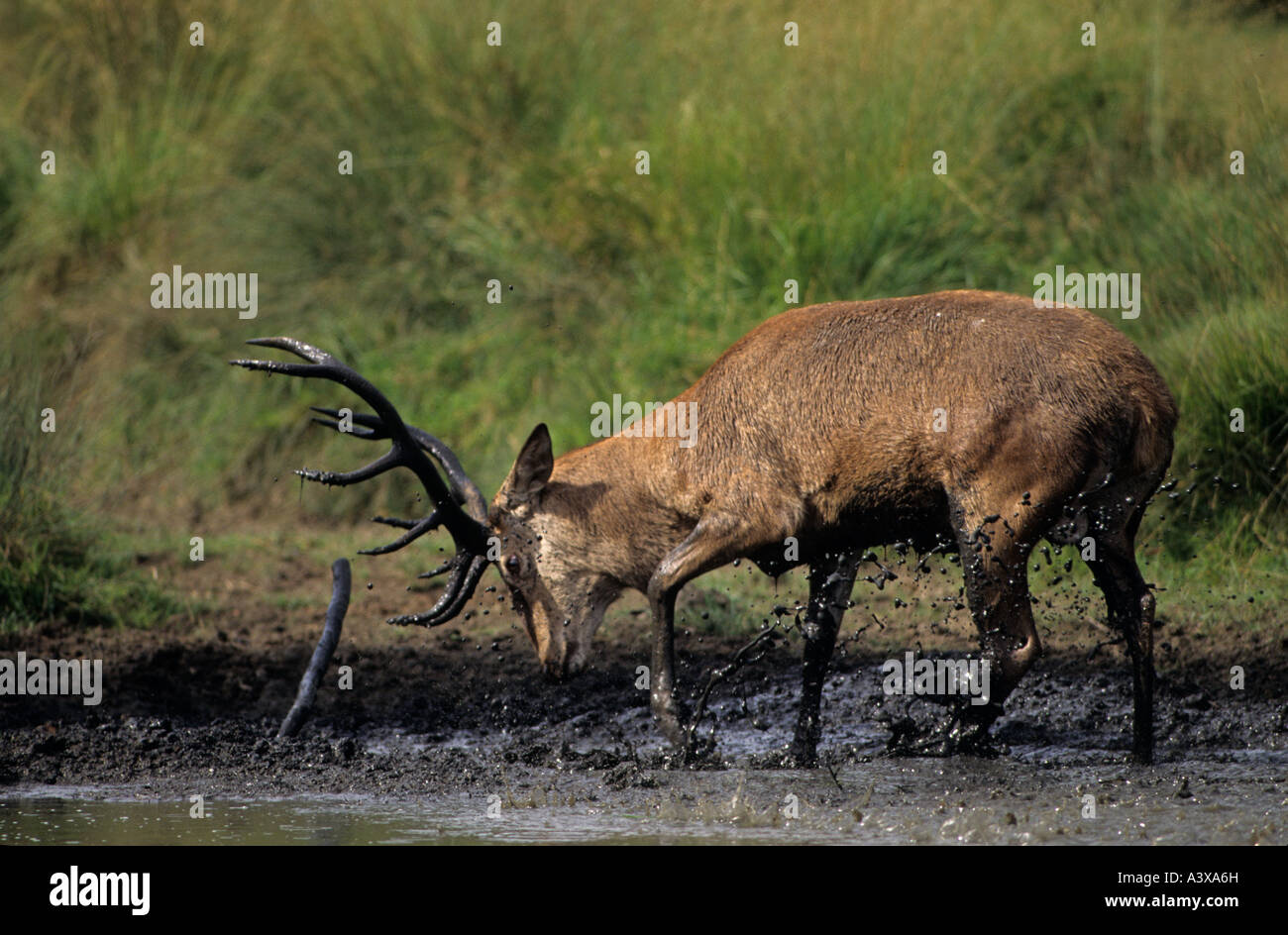 Wallowing stag hi-res stock photography and images - Alamy
