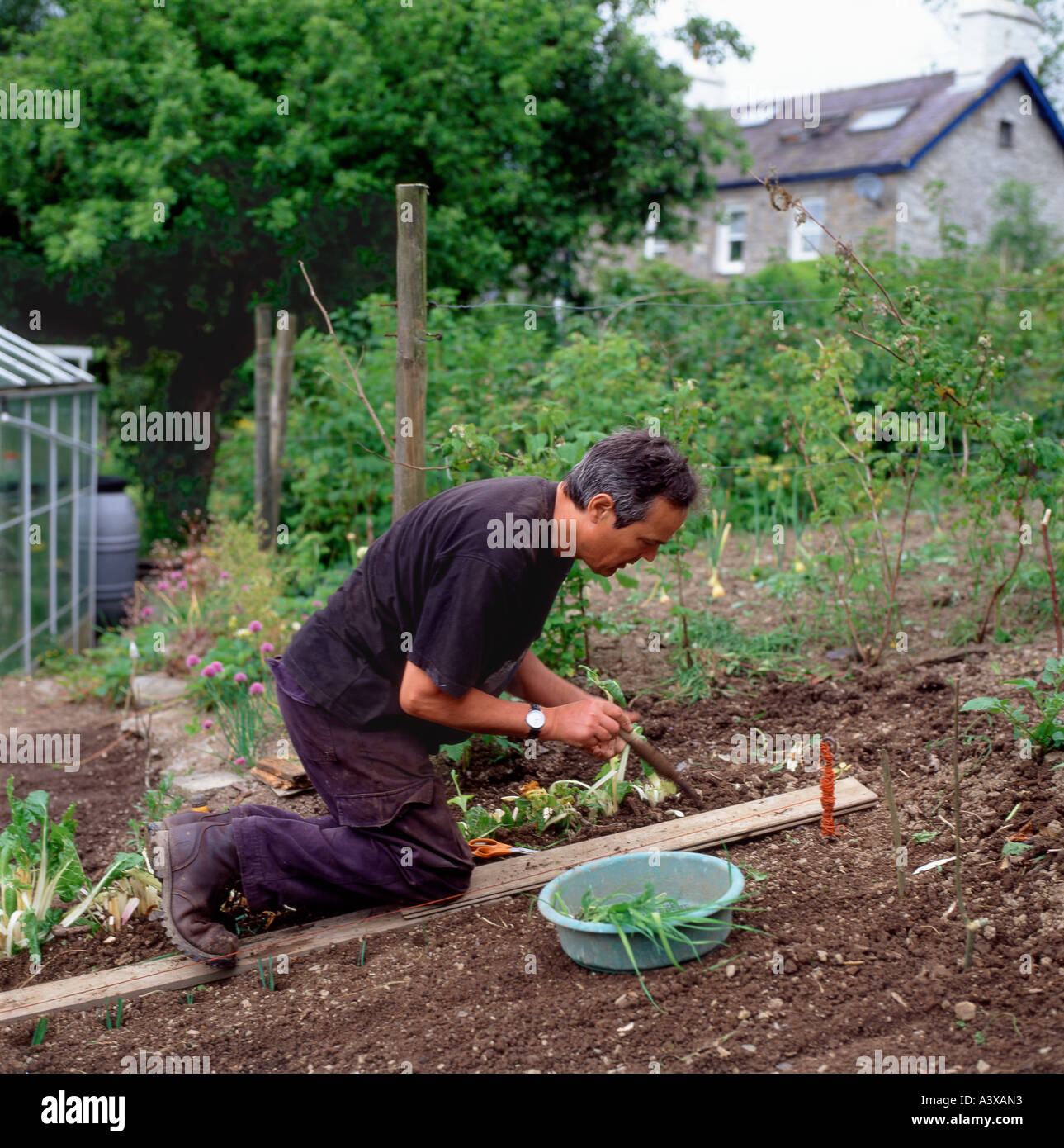 A man outside his stone cottage kneeling on boards in the garden sowing leek seedlings with a dibber tool Carmarthenshire Wales UK KATHY DEWITT Stock Photo