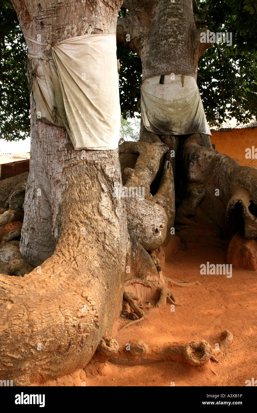 voodoo Iroko sacred tree with white sheets a sign of cleanliness, Togoville, Togo Stock Photo