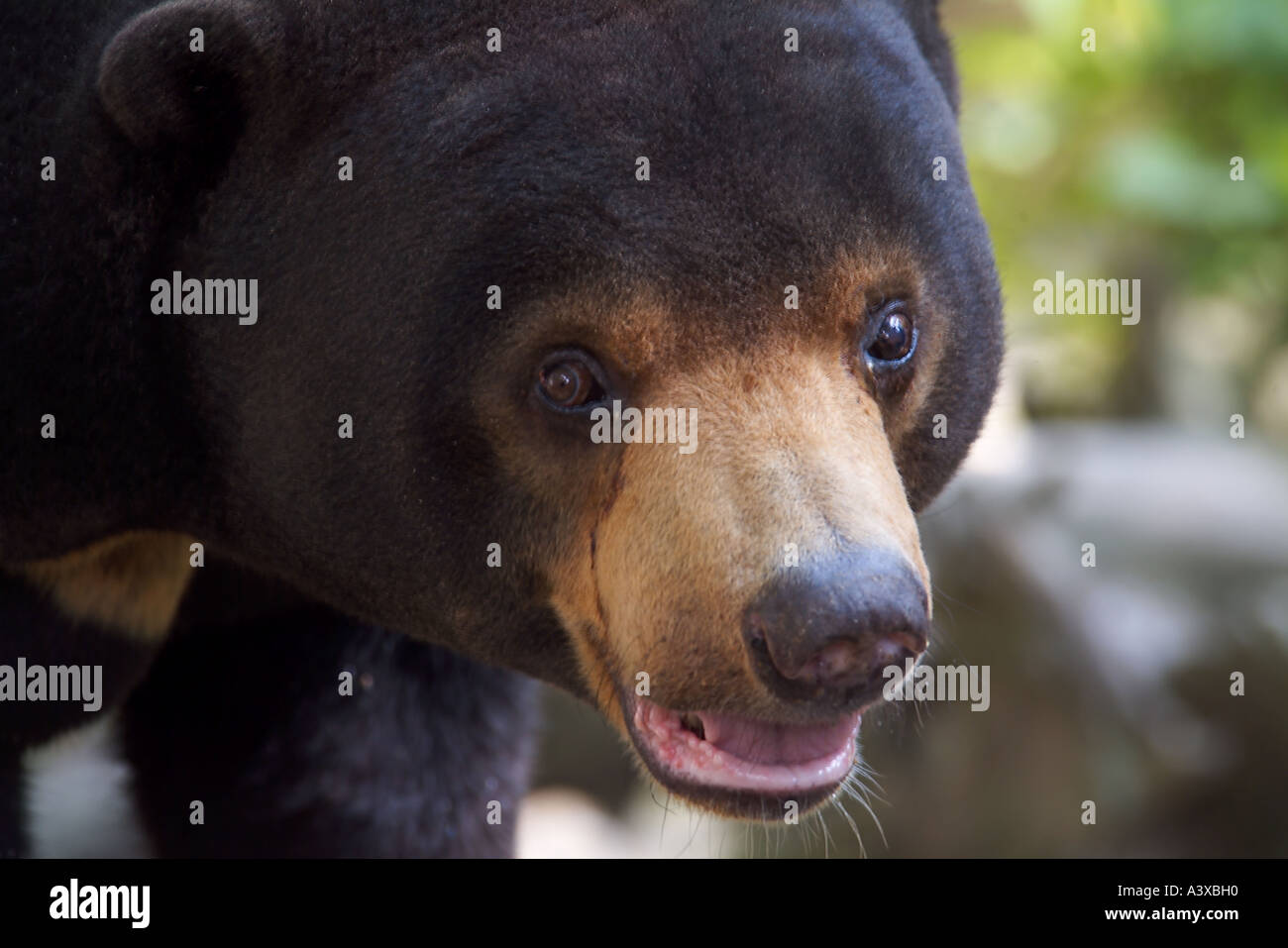 Sun bear, Malay bear, Ursus malayanus or Helarctos malayanus Stock