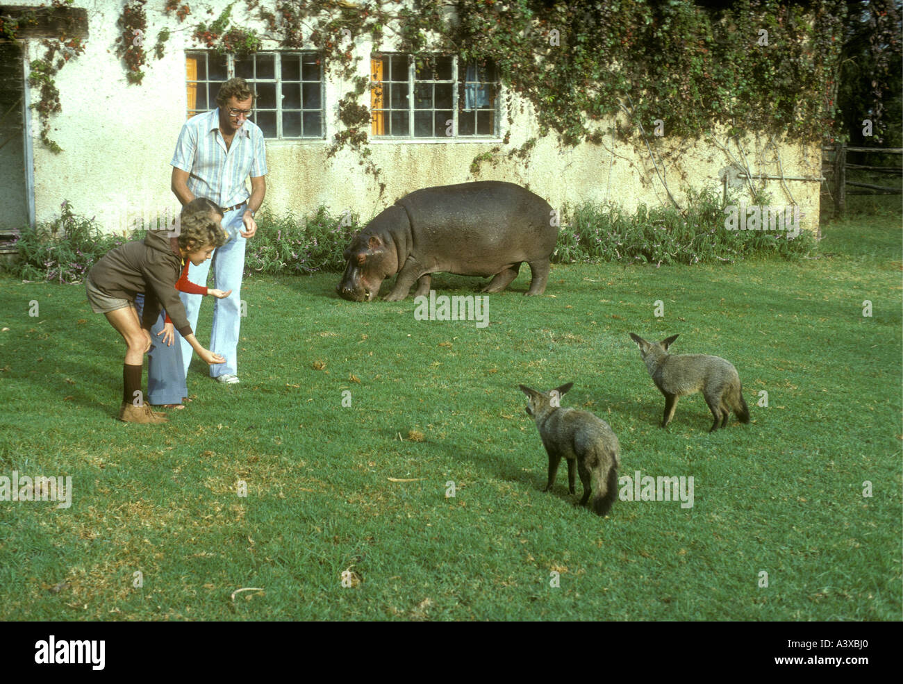 Alan Root showing two children Sally the Hippo and two Bat Eared Foxes in the garden of his Naivasha home Kenya East Africa Stock Photo