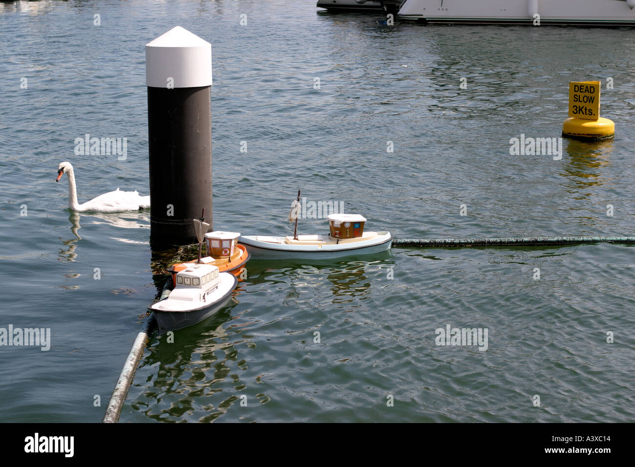 Salt water swan and model boats in Eastbourne marina Stock Photo Alamy
