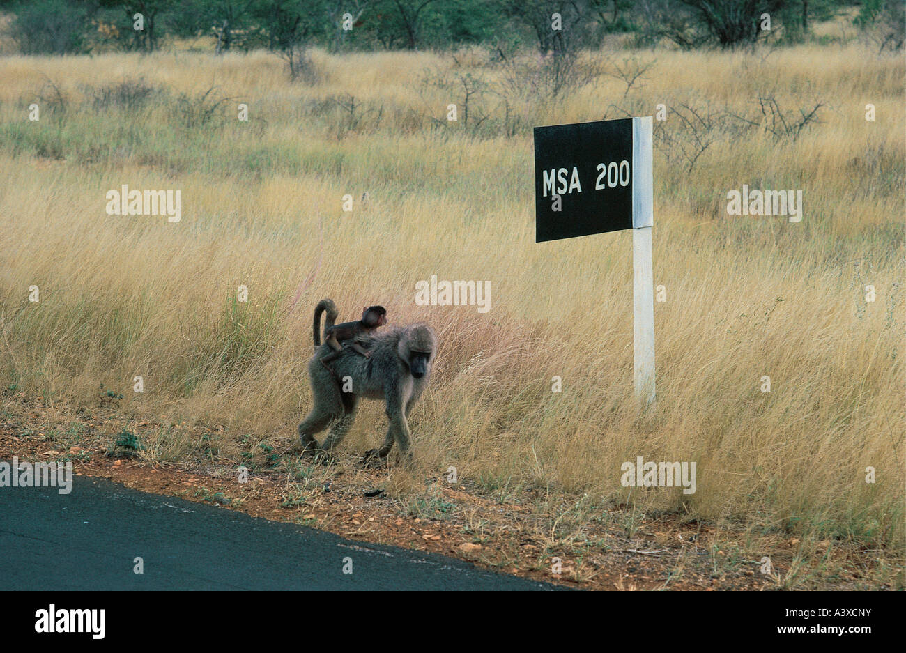 Olive Baboon carries her baby near to road sign Tsavo East National Park Kenya East Africa Stock Photo