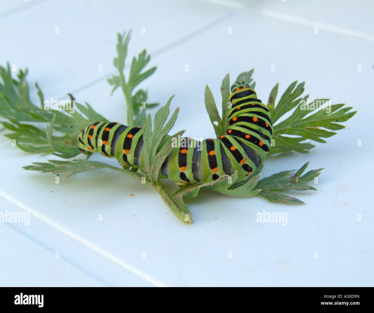 larvae of swallowtail butterfly Stock Photo Alamy