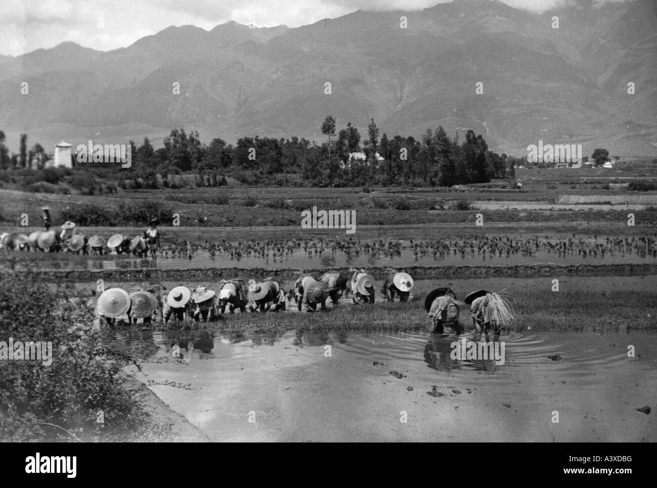 geography/travel, China, Yunnan, agriculture, farmhand, worker, rice plantation, near Tali