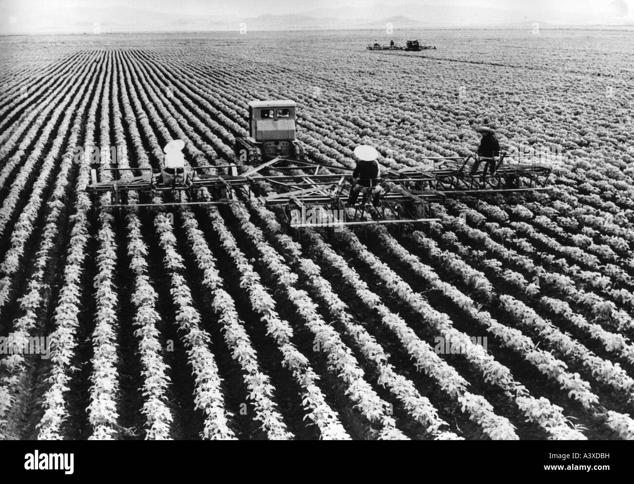 Soya bean plantation Black and White Stock Photos & Images Alamy