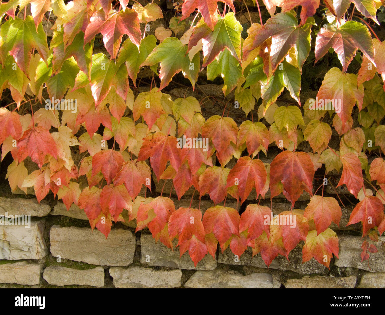 Virginia Creeper on stone wall Stock Photo Alamy