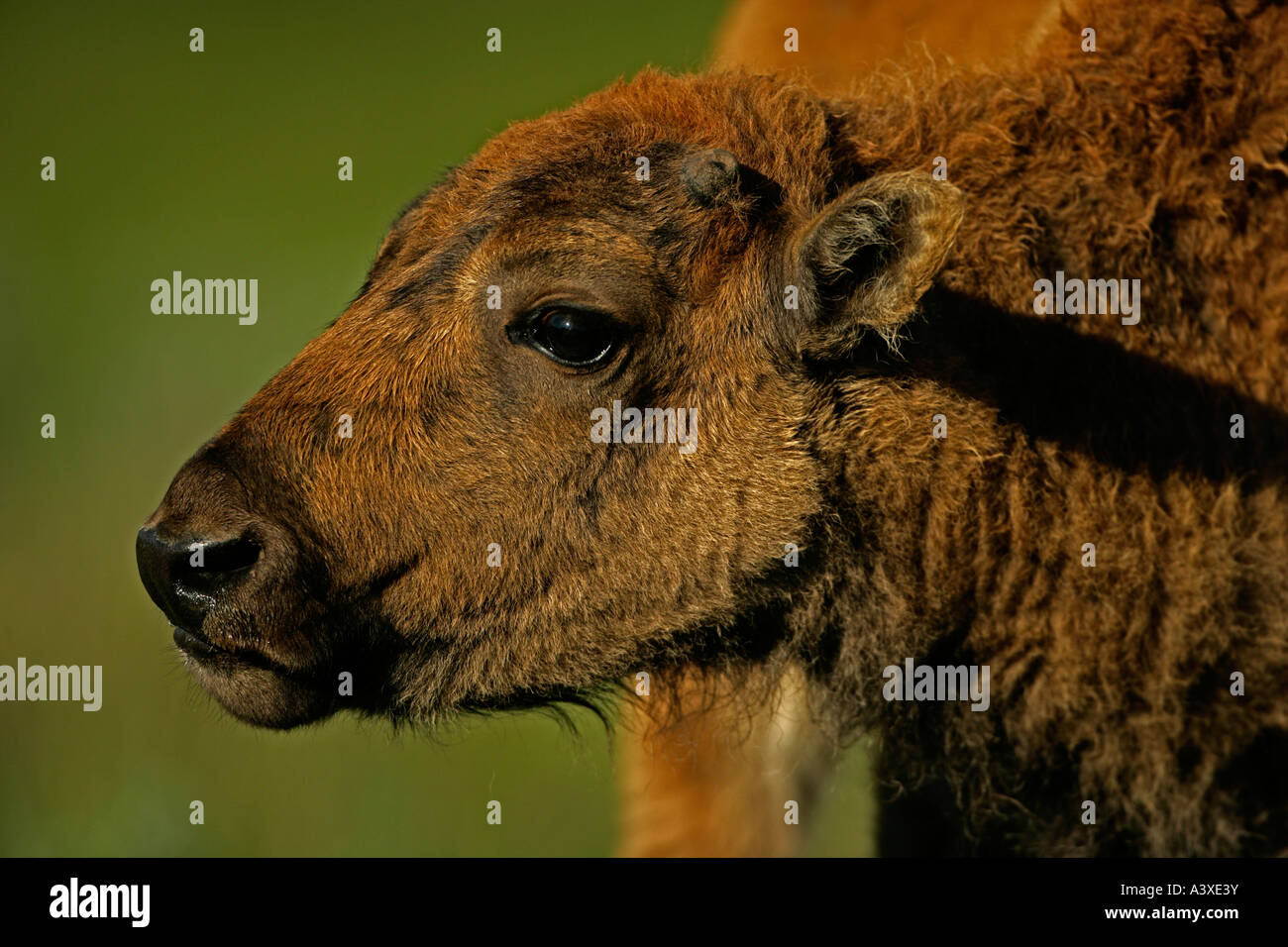 Bison Bison bison Calf Wyoming Stock Photo Alamy