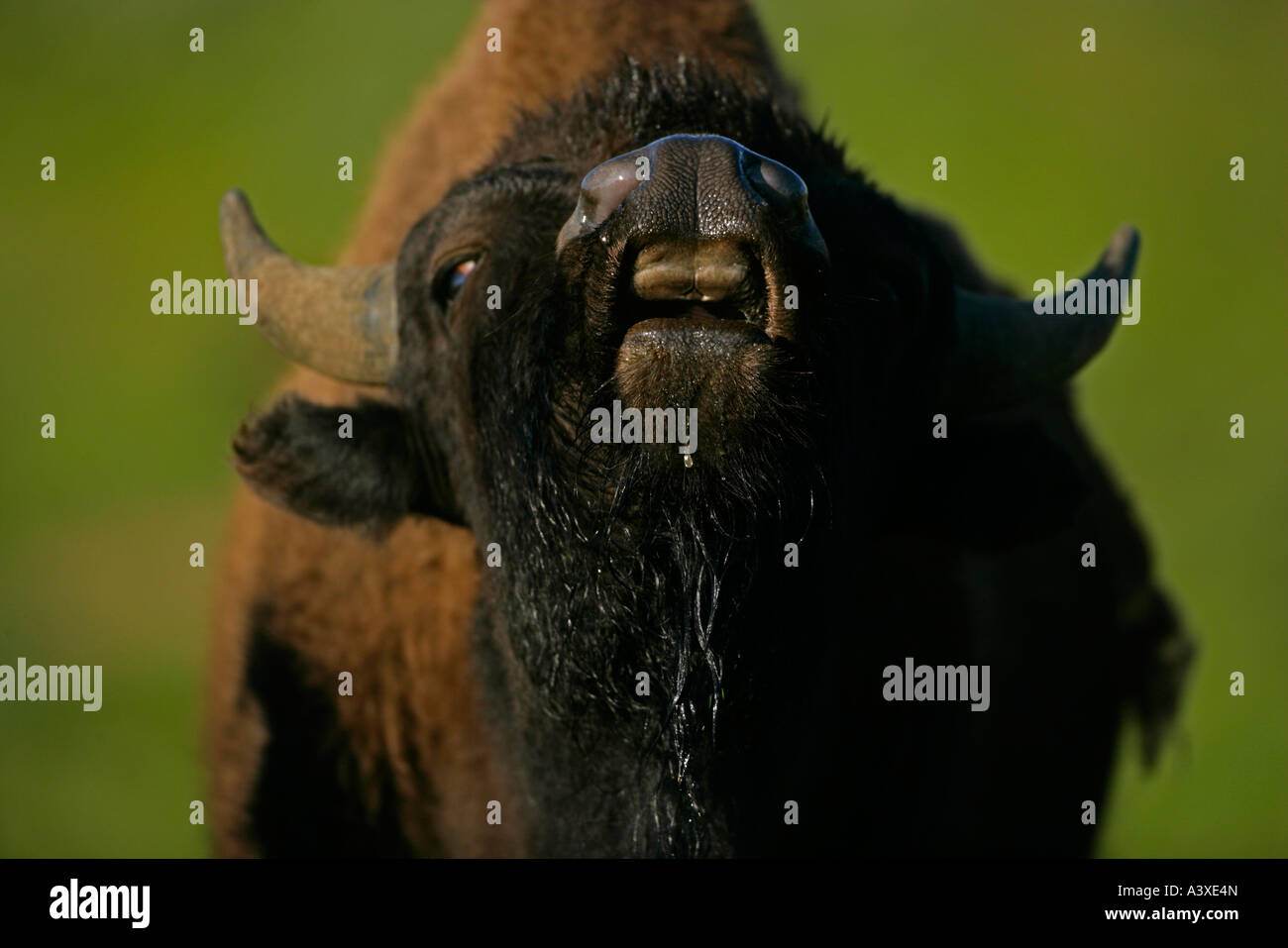 Bison Bison bison Wyoming Male flehmen behaviour Stock Photo