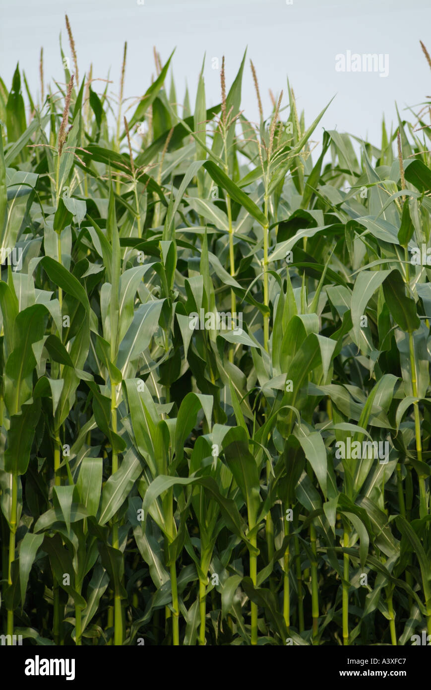 corn maize growing in field farm farming agriculture defra farmer Stock