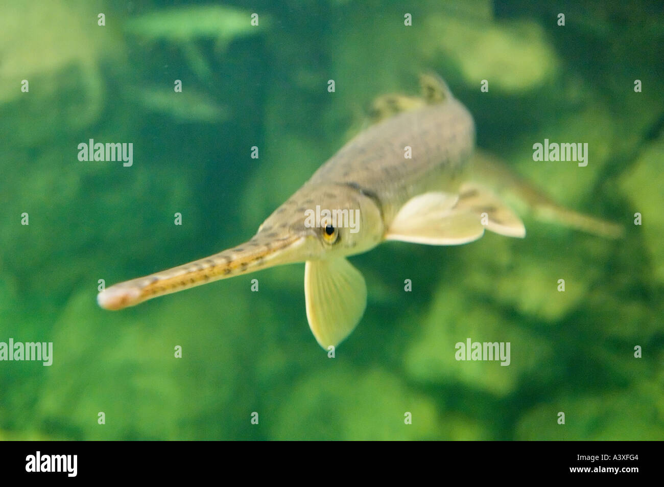 Longnose Gar Lepisosteus osseus In Bass Pro Shops Fish Tank Clarksville Indiana Stock Photo