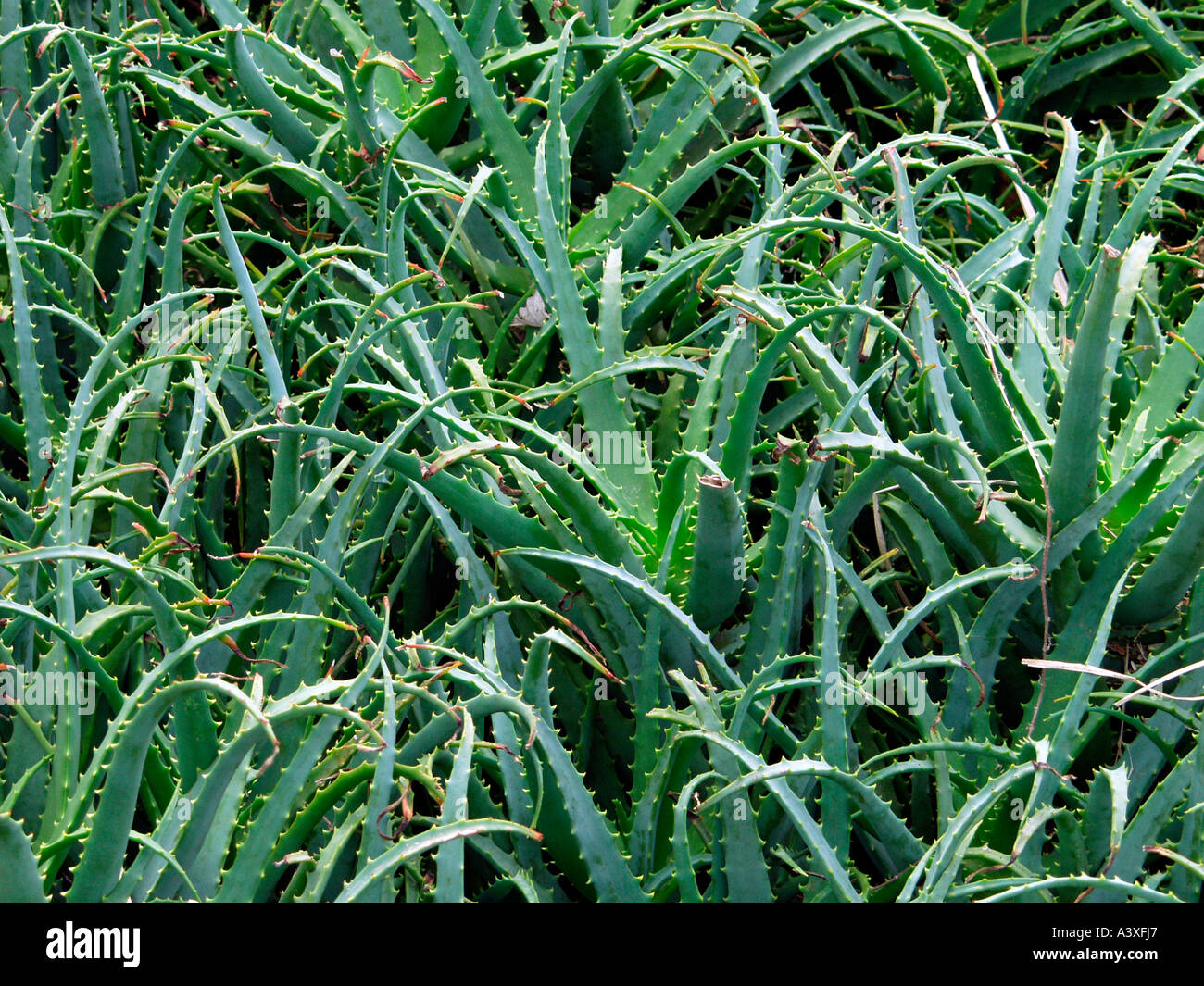 Japan Aloe Vera fields at peninsula Izu Stock Photo Alamy