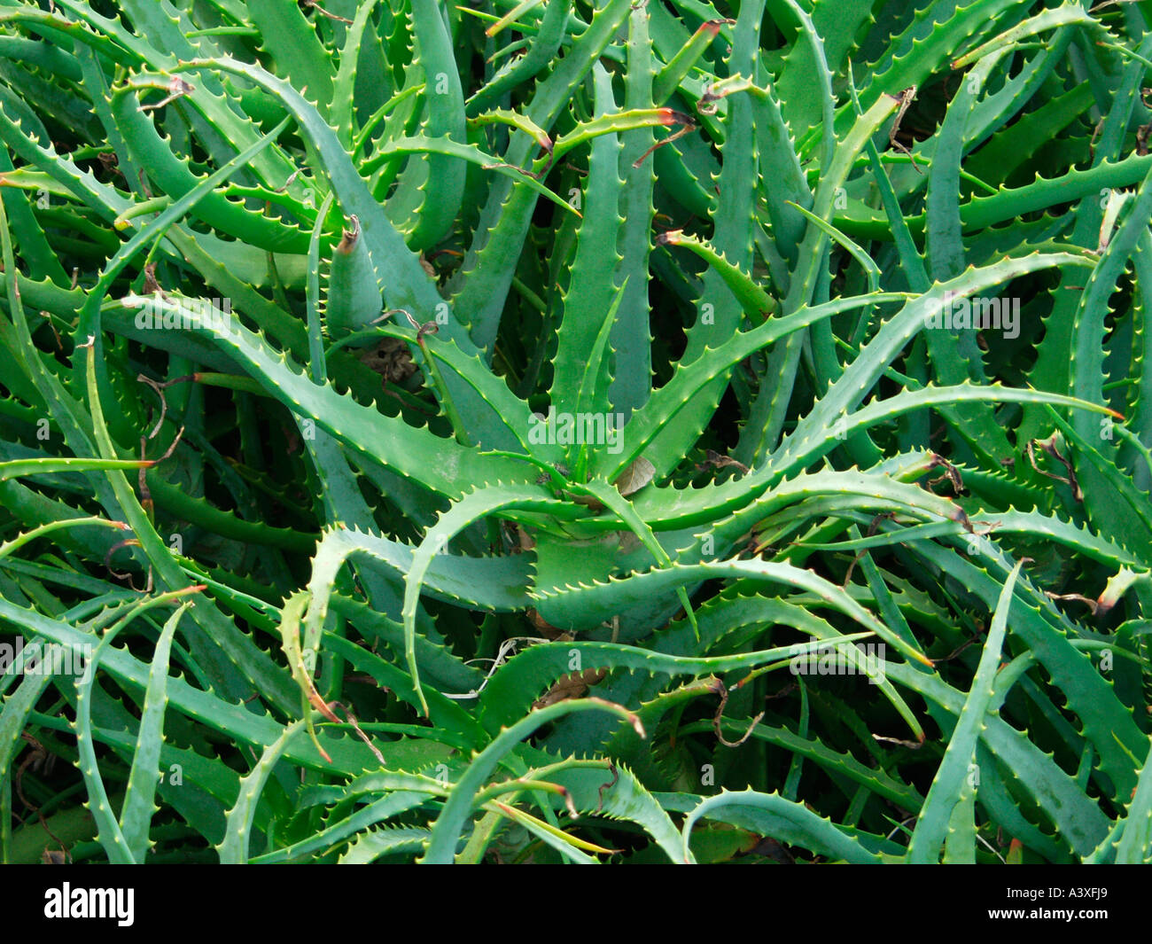 direct beauty aloe vera gel Beauty by Earth Aloe Vera Gel