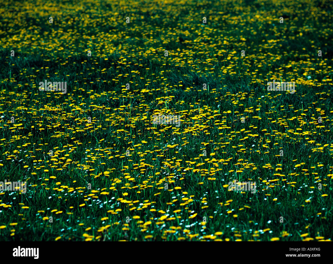 Alpine field of flowers hi-res stock photography and images - Alamy