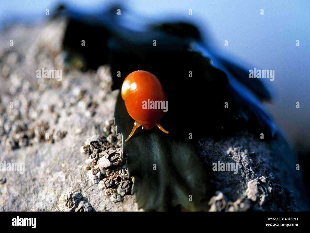 atlantic sea snail grazing on a foreshore rock in the sea Stock Photo