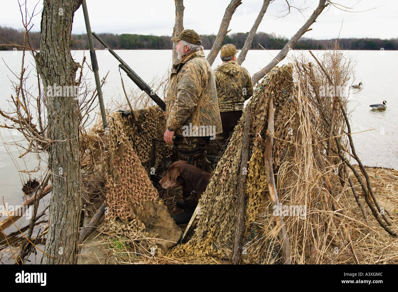 Two Camouflage Duck Goose Hunters Standing In Camouflaged Blind While Chocolate Labrador Retriever Peers Out From The Side Stock Photo