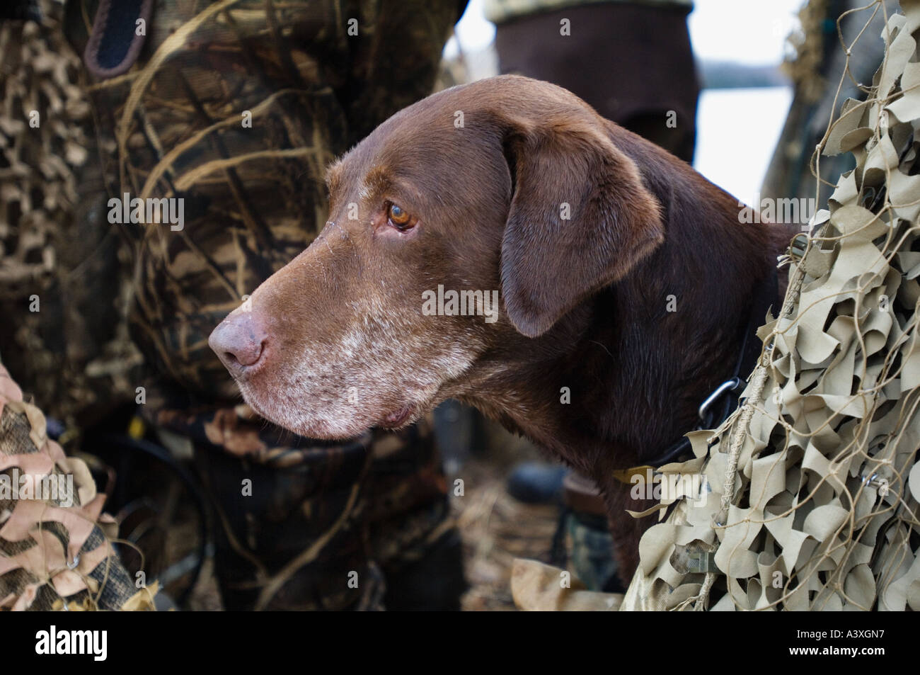 Veteran Chocolate Labrador Retriever Peering Out Of Camouflage Duck Blind Hardy Lake Indiana Stock Photo