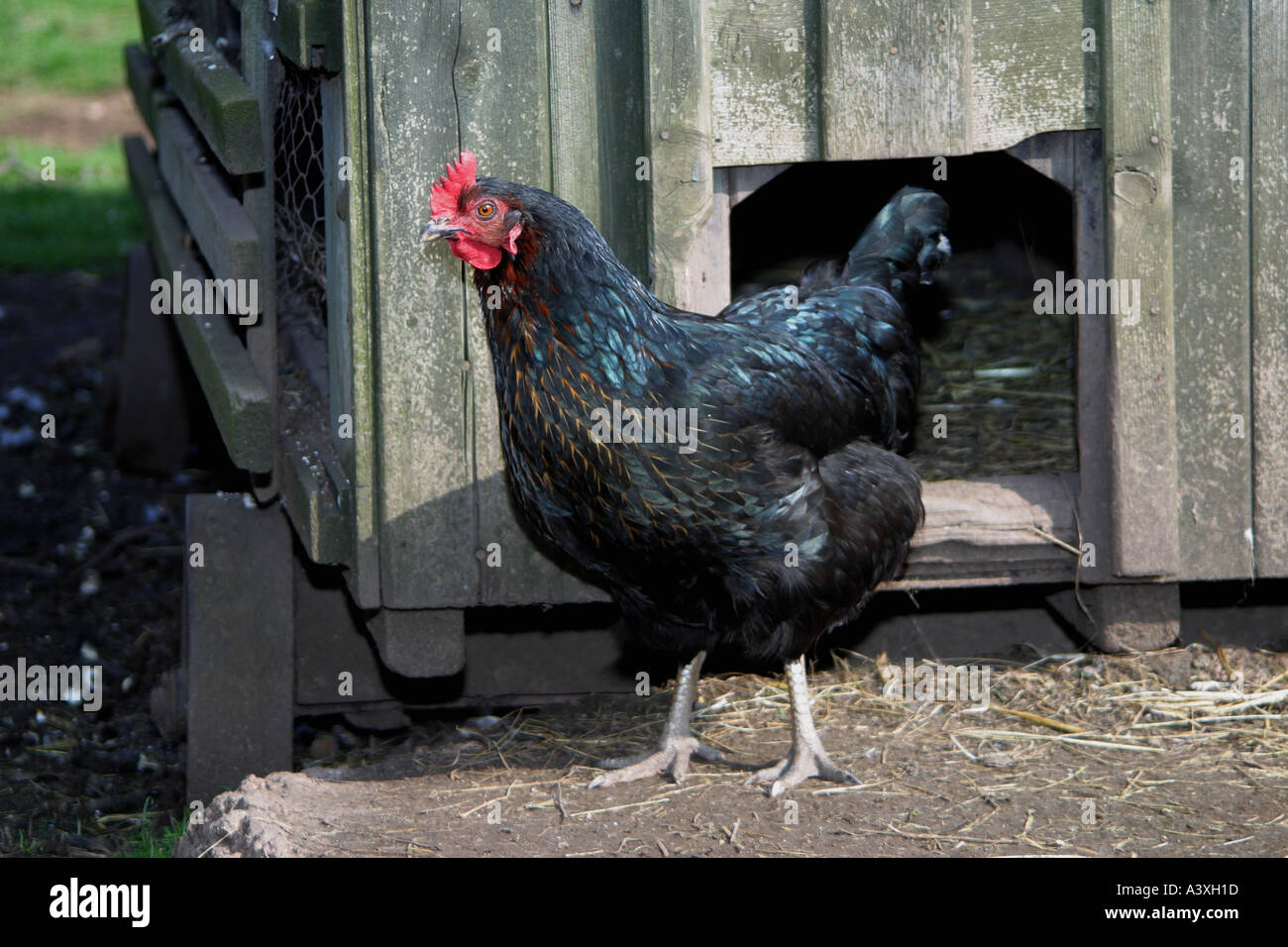 CHICKEN OUTSIDE CHICKEN COUP ENGLAND Stock Photo