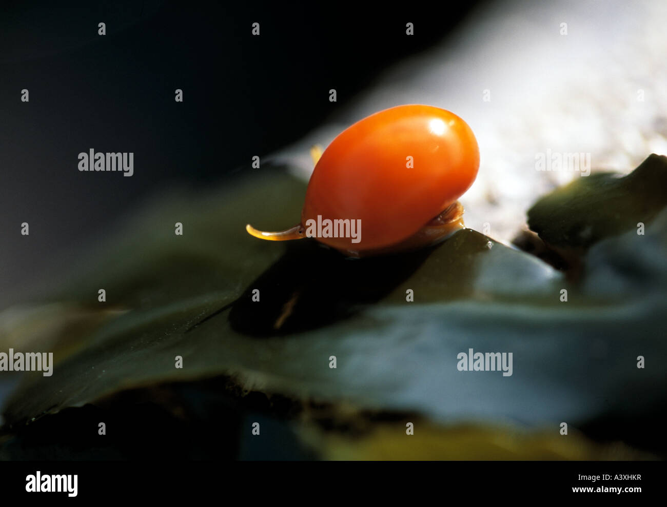 ireland, county kerry, dingle peninsula,colorful sea snail on seaweed