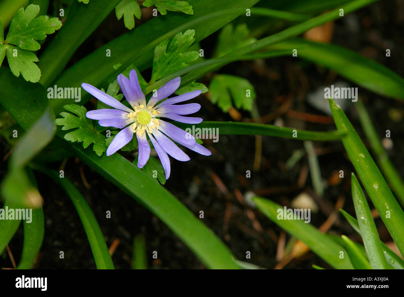Blue anemone anemone blanda  Stock Photo