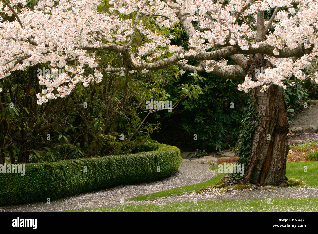 Cherry Tree In Bloom In Japanese Garden At Hatley Park Victoria