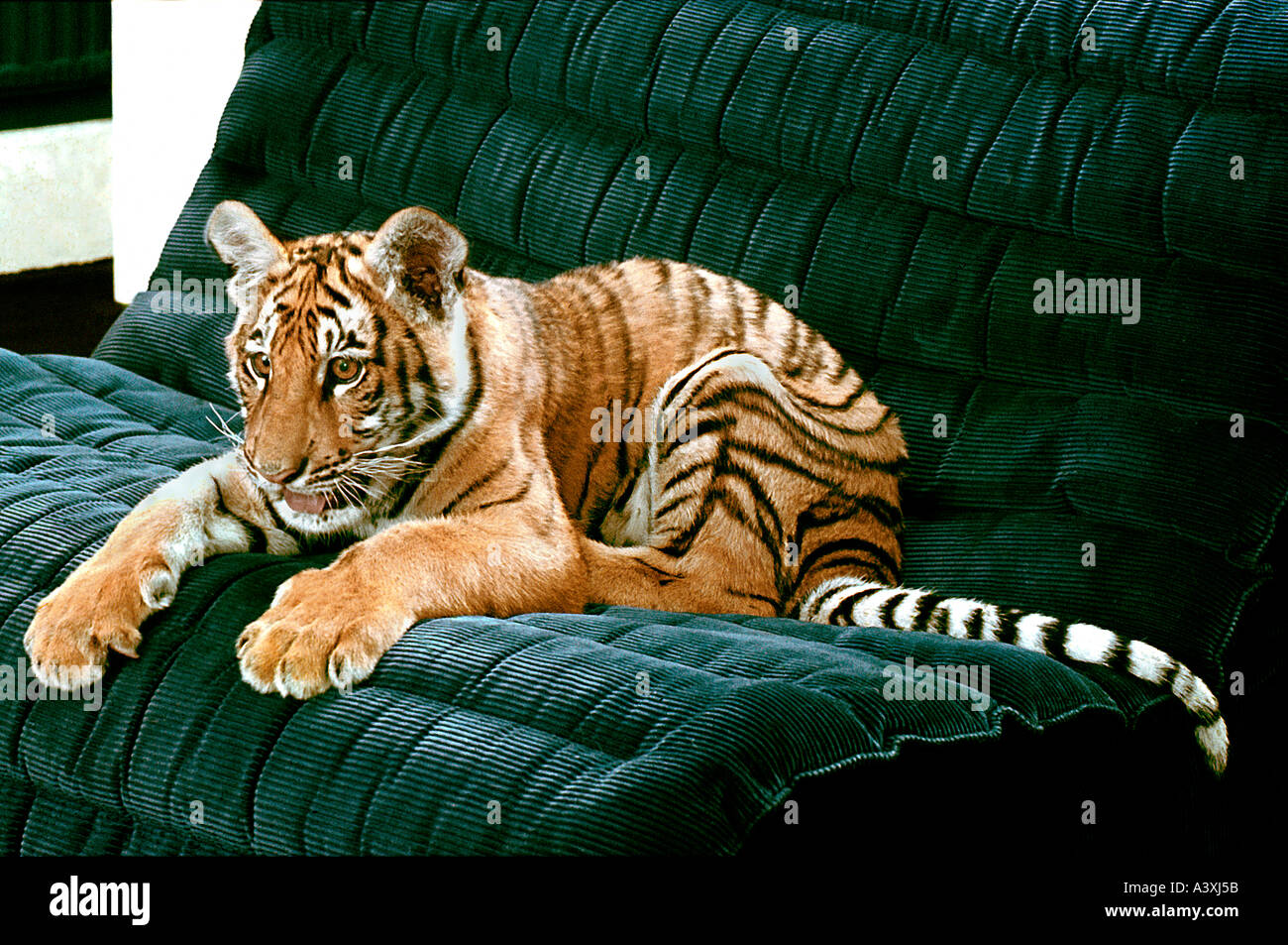 tiger cub on sofa Stock Photo