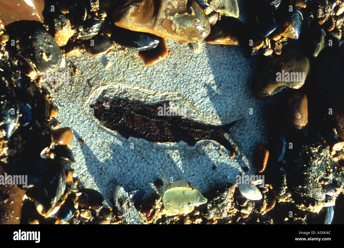 Eocene fish Knightia Alta 50 million years old fossil on beach Stock Photo