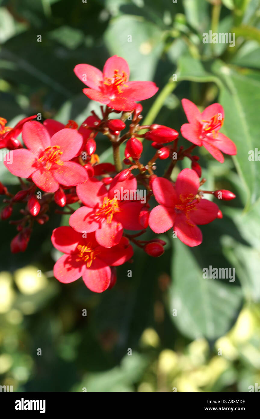 Exotic flowers growing on Turks and Caicos Islands Providenciales Provo ...