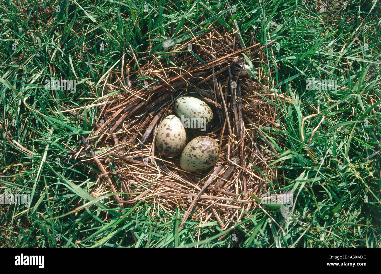 zoology / animals, avian / bird, Black-headed Gull, (Larus ridibundus), three eggs in nest, NSG Fülophaza, nature park Kiskunsag Stock Photo