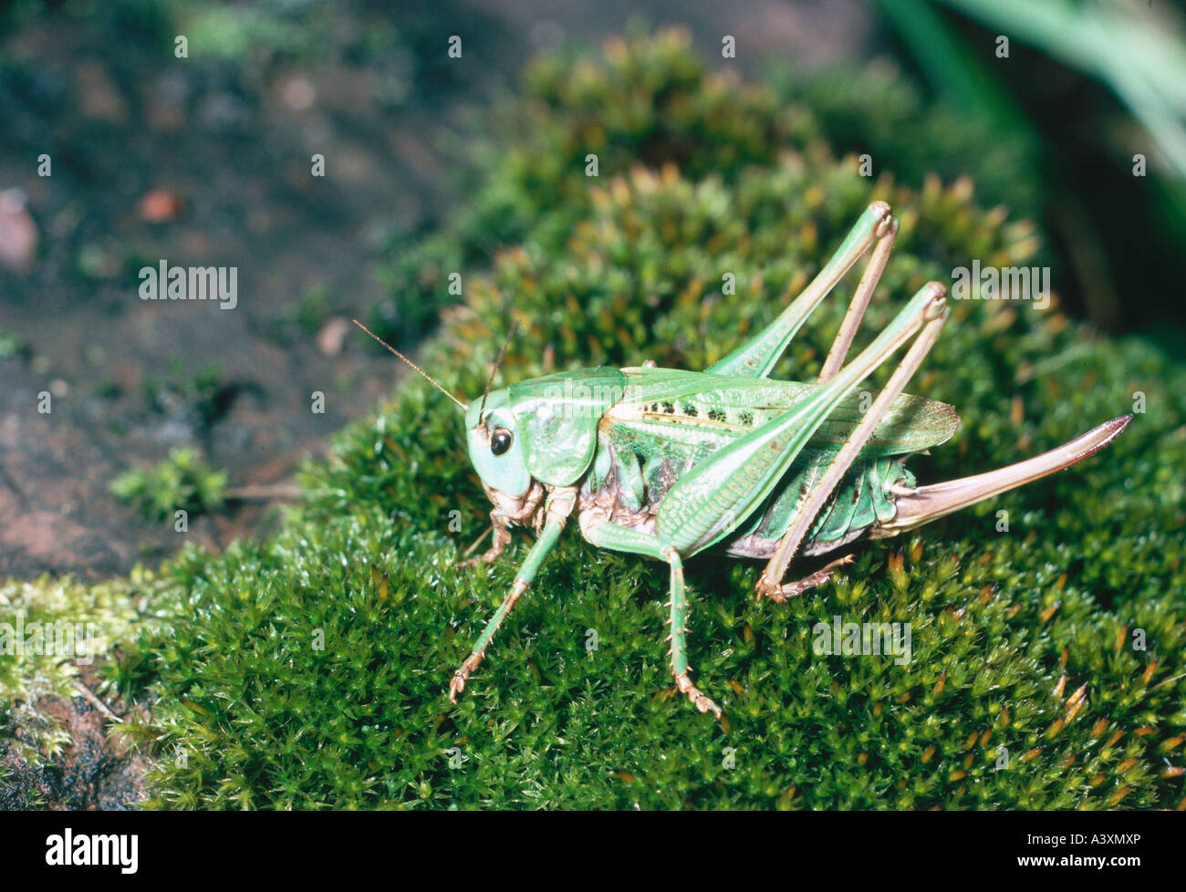 zoology / animals, insects, locust, Wart-biter, (Decticus verrucivorus), female locust with ovipositor, sitting in moss, distrib Stock Photo