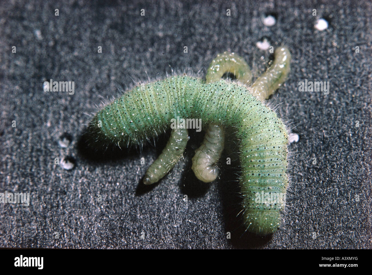 zoology / animals, insect, butterflies, Small White, (Pieris rapae), growth, larva eclosion from caterpillar of Apanteles glomer Stock Photo