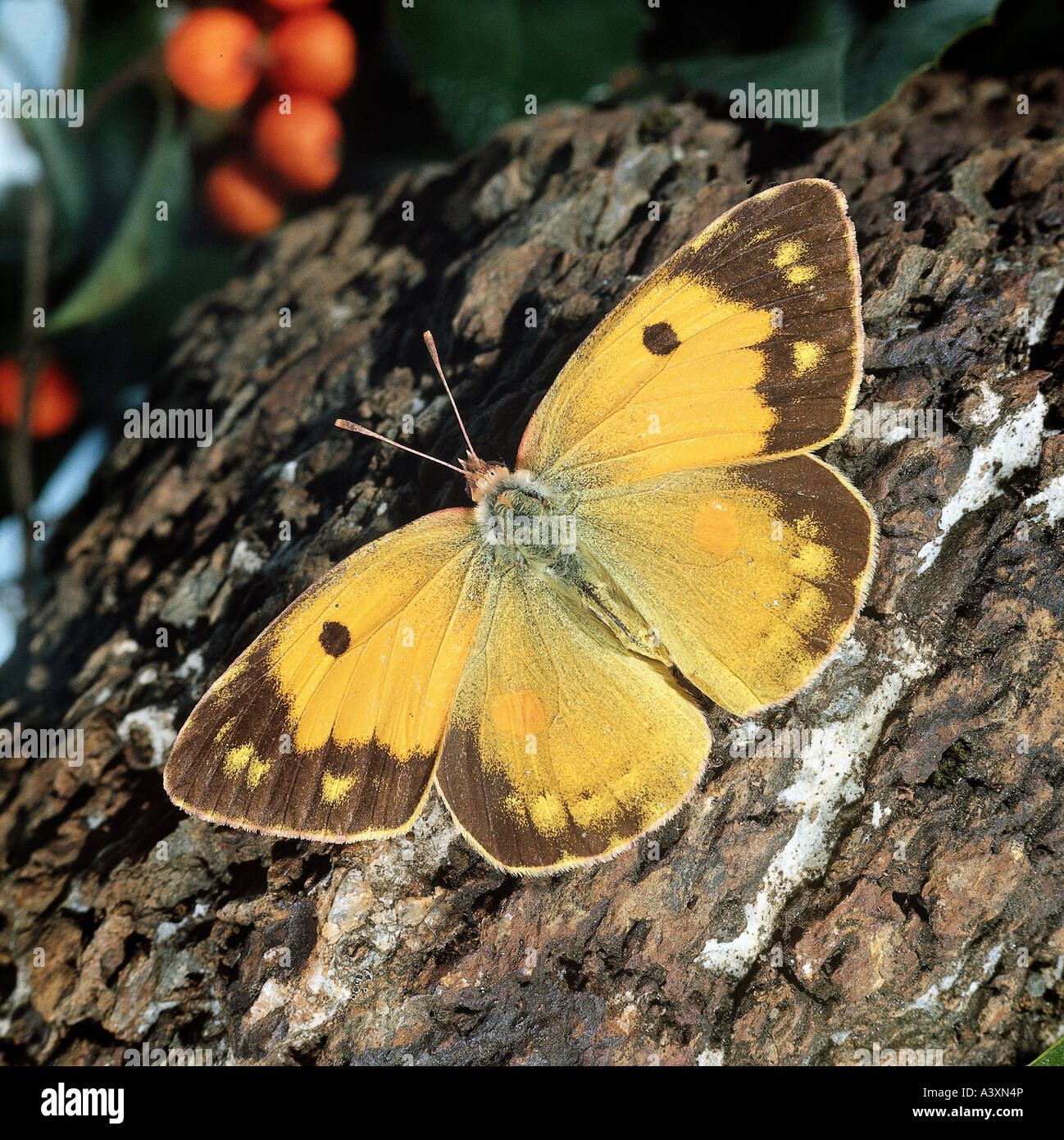 zoology / animals, insect, butterflies, Pale Clouded Yellow, (Colias hyale), at tree bork, distribution: Europe, butterfly, falt Stock Photo